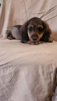 Rocko, a male Miniature Dachshund for sale in Martinsville, IN – 2 of 5