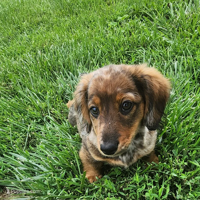 Cookie  – Miniature Dachshund puppy for sale in Martinsville, IN