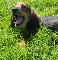 Spot, a male Miniature Dachshund for sale in Martinsville, IN – 6 of 7