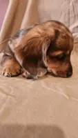 Cookie , a female Miniature Dachshund for sale in Martinsville, IN – 2 of 5
