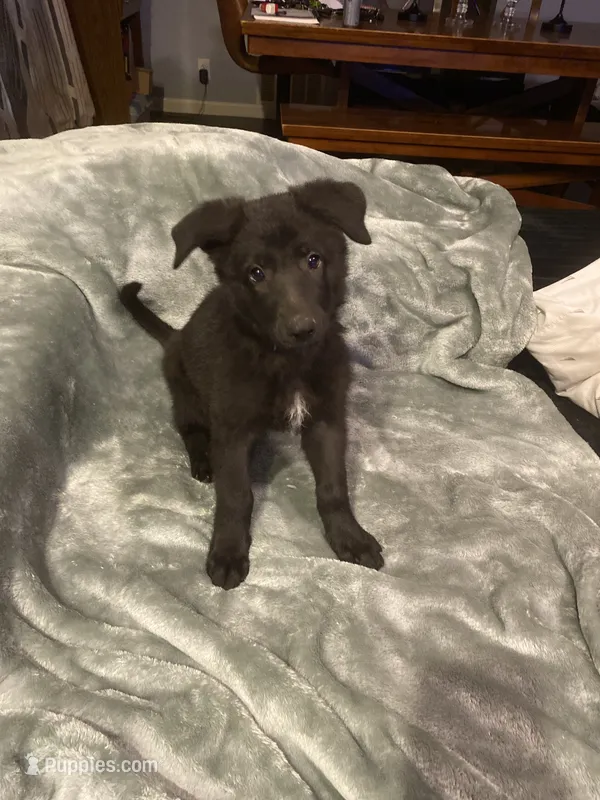 Pink collar – German Shepherd Dog puppy for sale in Cunningham, TN