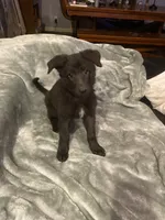 Pink collar, a female German Shepherd Dog for sale in Cunningham, TN – 1 of 2