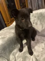 Green collar, a female German Shepherd Dog for sale in Cunningham, TN – 1 of 2