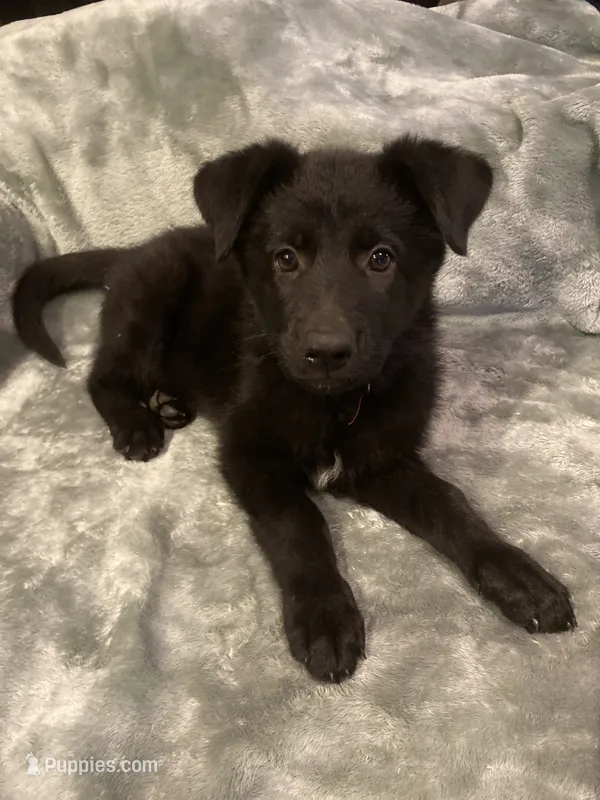 Red collar – German Shepherd Dog puppy for sale in Cunningham, TN