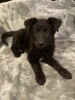 Red collar, a female German Shepherd Dog for sale in Cunningham, TN – 1 of 2