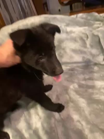 Green collar, a female German Shepherd Dog for sale in Cunningham, TN – 2 of 2