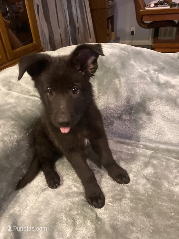 Light green – German Shepherd Dog puppy for sale in Cunningham, TN