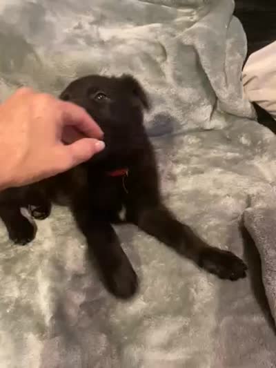 Red collar, a female German Shepherd Dog for sale in Cunningham, TN – 2 of 2