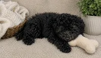 Fendi, a male Poodle - Multi-Colored Standard and Poodle - Miniature  for sale in Alameda, CA – 2 of 2