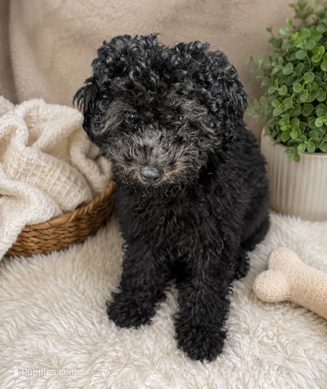 Fendi – Poodle - Multi-Colored Standard, Poodle - Miniature  puppy for sale in Alameda, CA