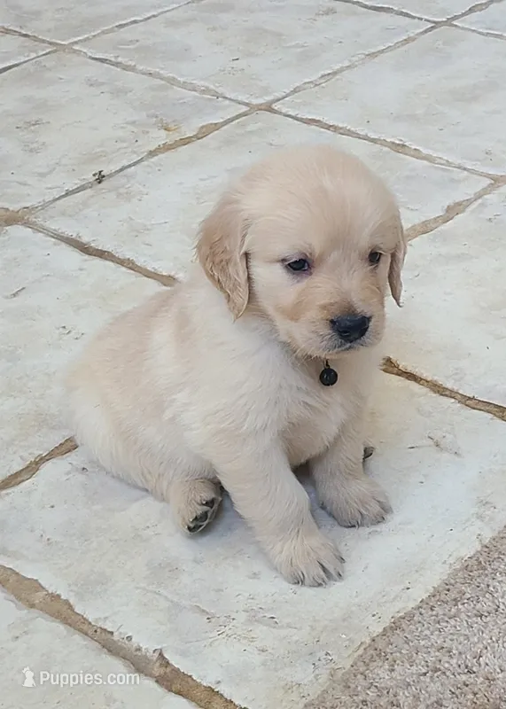 Black band – Golden Retriever puppy for sale in Las Vegas, NV
