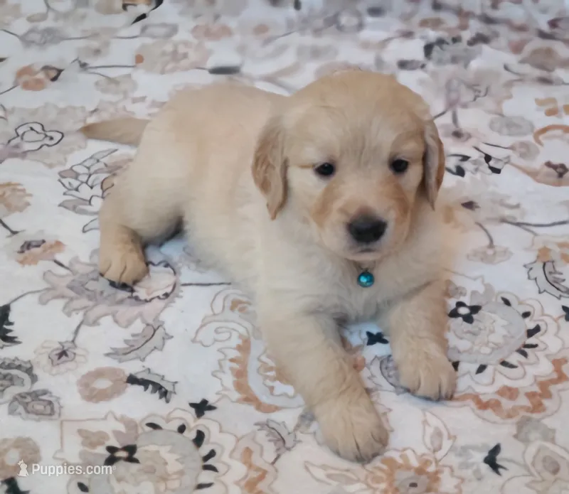 Blue band – Golden Retriever puppy for sale in Las Vegas, NV