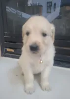 Yellow band , a female Golden Retriever for sale in Las Vegas, NV – 6 of 6