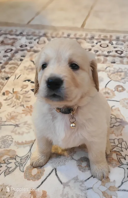 Yellow band  – Golden Retriever puppy for sale in Las Vegas, NV