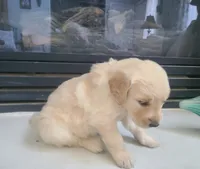 Blue band, a female Golden Retriever for sale in Las Vegas, NV – 2 of 6