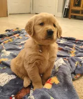 Yellow band, a female Golden Retriever for sale in Las Vegas, NV – Photo 5 of 7