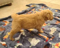 Yellow band, a female Golden Retriever for sale in Las Vegas, NV – Photo 6 of 7