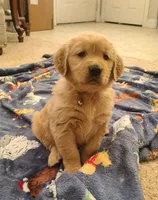 Yellow band, a female Golden Retriever for sale in Las Vegas, NV – Photo 2 of 7