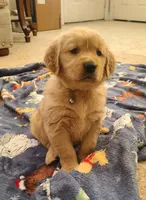 Yellow band, a female Golden Retriever for sale in Las Vegas, NV – Photo 1 of 7