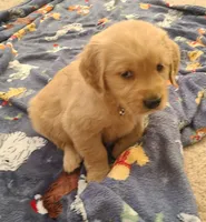 Yellow band, a female Golden Retriever for sale in Las Vegas, NV – Photo 4 of 7