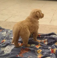 Yellow band, a female Golden Retriever for sale in Las Vegas, NV – Photo 3 of 7