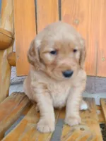 Light green band, a male Golden Retriever for sale in Las Vegas, NV – Photo 5 of 5