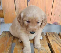 Light green band, a male Golden Retriever for sale in Las Vegas, NV – Photo 2 of 5