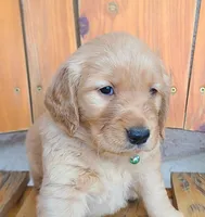 Light green band, a male Golden Retriever for sale in Las Vegas, NV – Photo 4 of 5