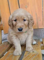 Light green band, a male Golden Retriever for sale in Las Vegas, NV – Photo 1 of 5