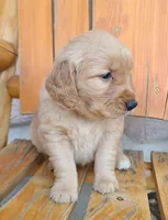 Light green band, a male Golden Retriever for sale in Las Vegas, NV – Photo 3 of 5