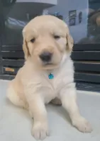 Blue band, a female Golden Retriever for sale in Las Vegas, NV – 5 of 6