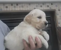 Yellow band , a female Golden Retriever for sale in Las Vegas, NV – 3 of 6