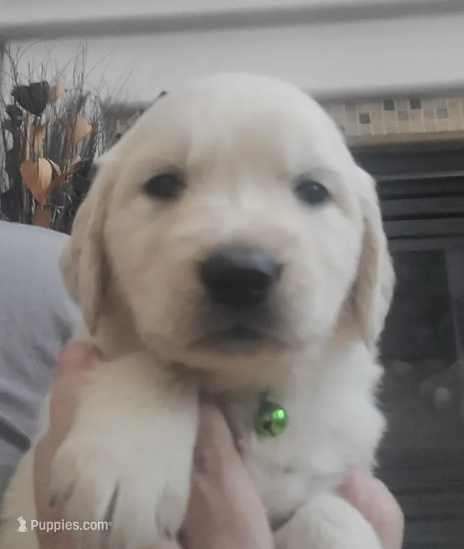 Green band – Golden Retriever puppy for sale in Las Vegas, NV