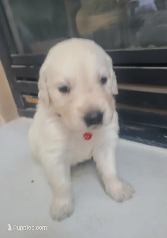 Red Band  – Golden Retriever puppy for sale in Las Vegas, NV