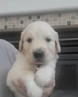 Yellow band , a female Golden Retriever for sale in Las Vegas, NV – 5 of 6
