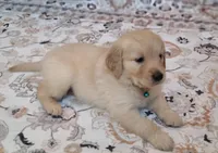 Light blue band, a female Golden Retriever for sale in Las Vegas, NV – 2 of 3