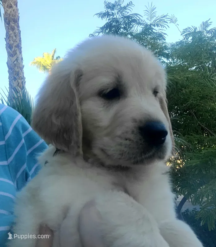 Yellow band  – Golden Retriever puppy for sale in Las Vegas, NV
