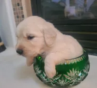 Green band, a male Golden Retriever for sale in Las Vegas, NV – 3 of 6