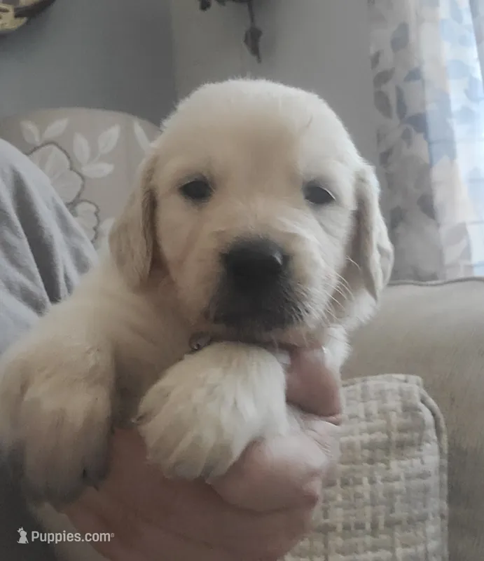 Grey band – Golden Retriever puppy for sale in Las Vegas, NV