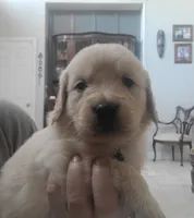 Black band, a male Golden Retriever for sale in Las Vegas, NV – 5 of 6