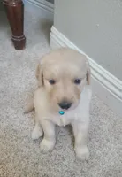 Blue band, a female Golden Retriever for sale in Las Vegas, NV – 4 of 6