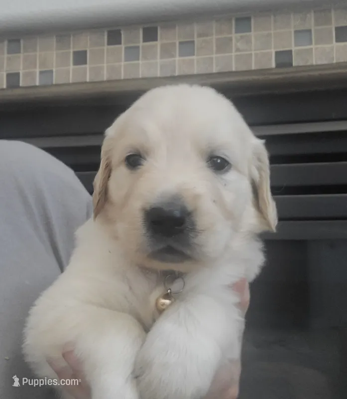 Yellow band  – Golden Retriever puppy for sale in Las Vegas, NV