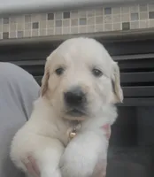 Yellow band , a female Golden Retriever for sale in Las Vegas, NV – 1 of 6