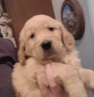 Dark green band, a male Golden Retriever for sale in Las Vegas, NV – Photo 4 of 5