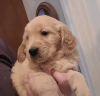 Dark green band, a male Golden Retriever for sale in Las Vegas, NV – Photo 5 of 5