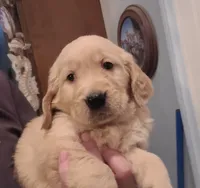 Dark green band, a male Golden Retriever for sale in Las Vegas, NV – Photo 1 of 5