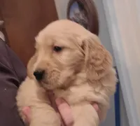 Dark green band, a male Golden Retriever for sale in Las Vegas, NV – Photo 3 of 5