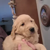 Dark green band, a male Golden Retriever for sale in Las Vegas, NV – Photo 2 of 5