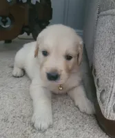 Yellow band , a female Golden Retriever for sale in Las Vegas, NV – 2 of 6