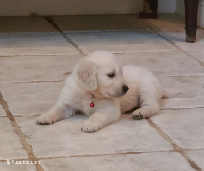 Red Band  – Golden Retriever puppy for sale in Las Vegas, NV